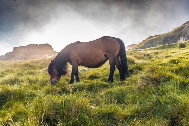 Caballo marrón pastando en la montaña Penas de Aya en Oiartzun, Gipuzkoa, España