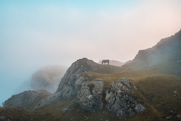 Caballo marrón pastando en la montaña Penas de Aya en Oiartzun, Gipuzkoa, España