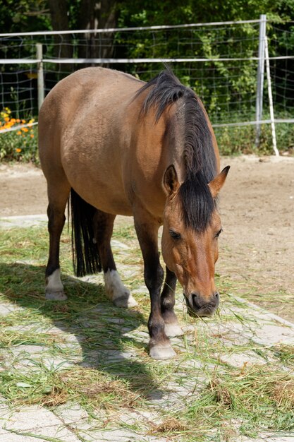 Caballo marrón pastando en los pastos de una granja