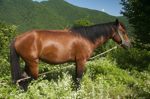 caballo marrón en el prado de pie sobre la hierba durante el día.