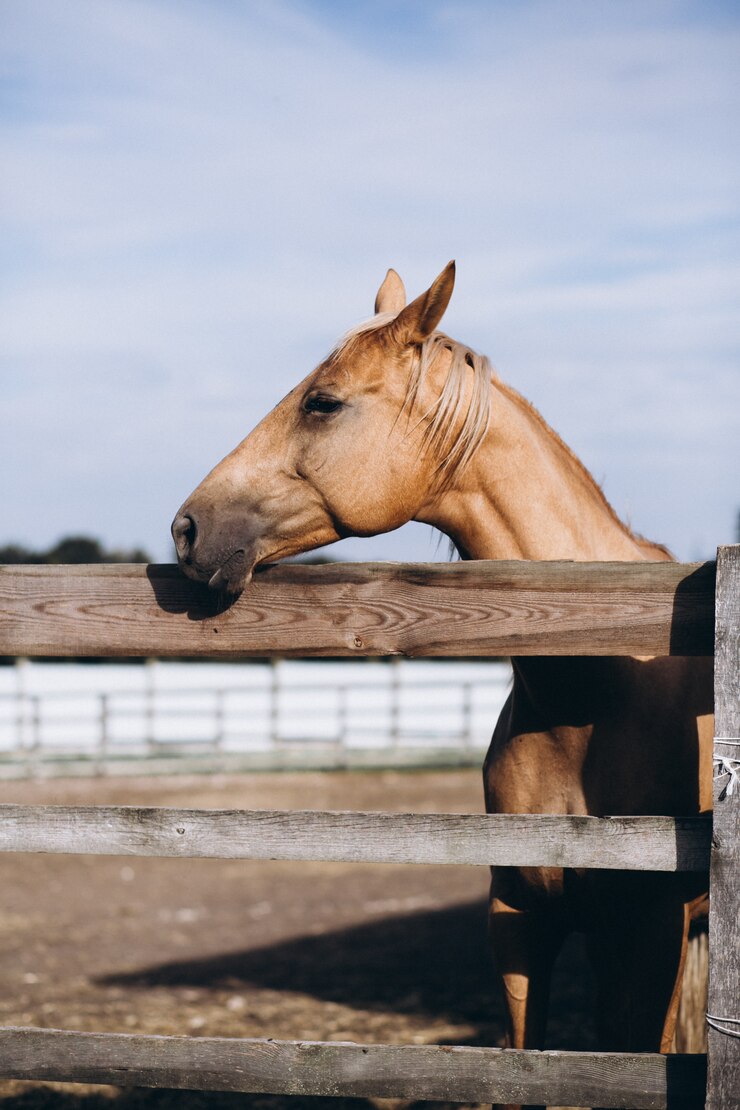 Foto gratuito caballo marrón en el rancho