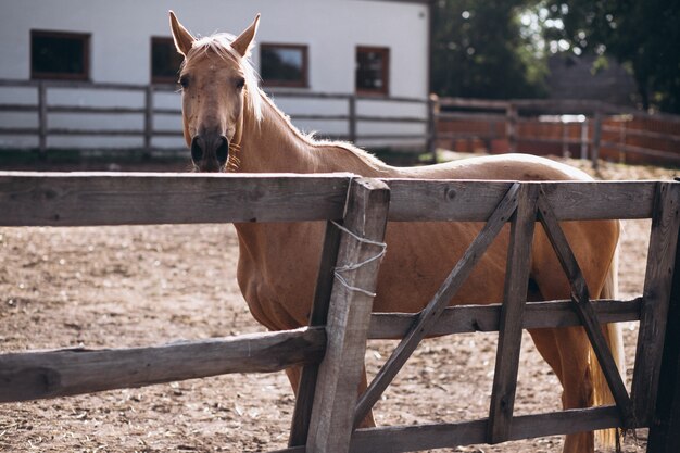 Caballo marrón en el rancho