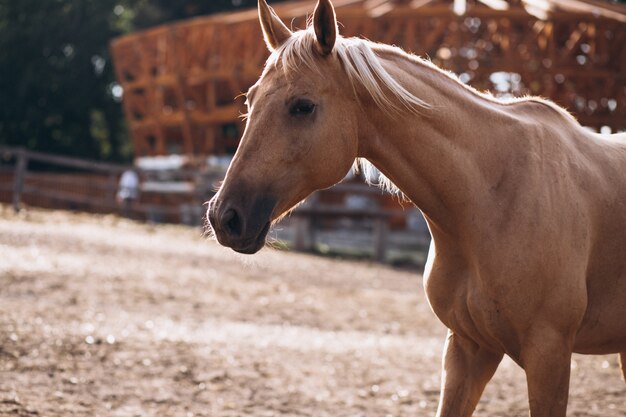 Caballo marrón en el rancho