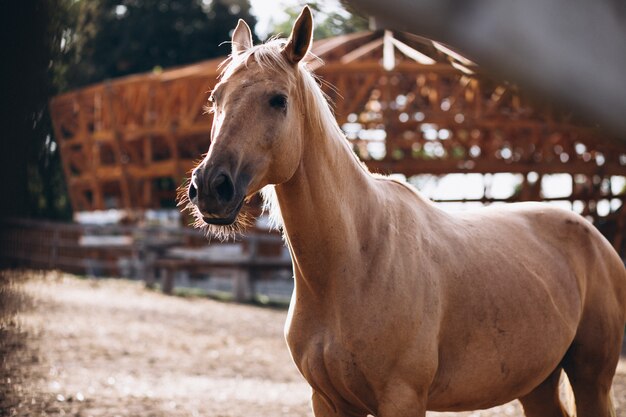 Caballo marrón en el rancho