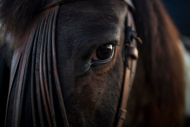 Caballo marrón