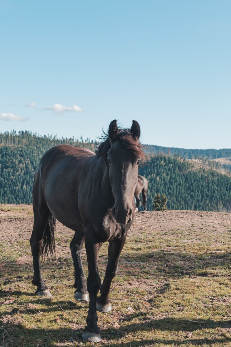 Foto gratuito caballo en las montañas