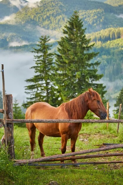 El caballo pasta en un pasto de montaña donde, después de la lluvia, los pastos verdes en la zona alpina de los Cárpatos se cubren con un mar de niebla