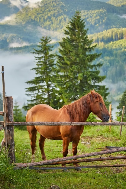 El caballo pasta en un pasto de montaña donde, después de la lluvia, los pastos verdes en la zona alpina de los Cárpatos se cubren con un mar de niebla