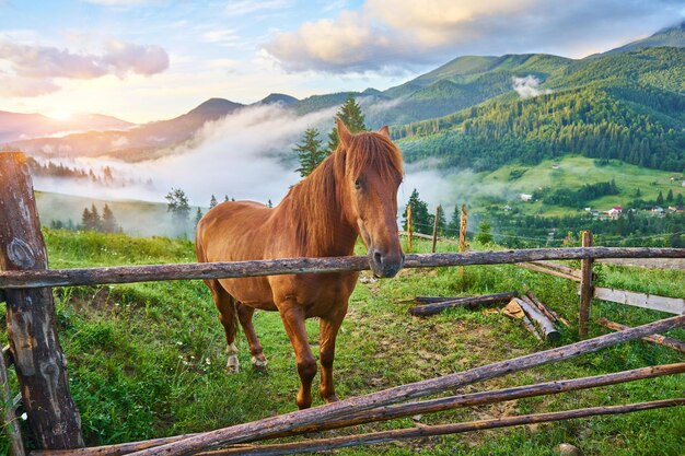 El caballo pasta en el prado en las montañas de los Cárpatos Paisaje brumoso Niebla matutina en lo alto de las montañas