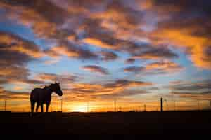 Foto gratuita caballo pastando durante el amanecer en el sureste de wyoming.