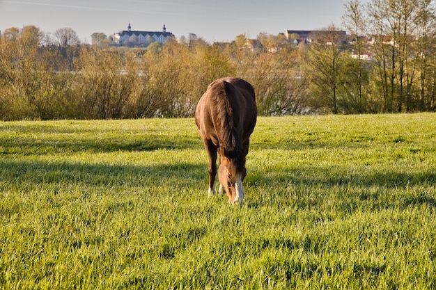 Caballo pastando en el prado verde con el castillo de Plon en Alemania