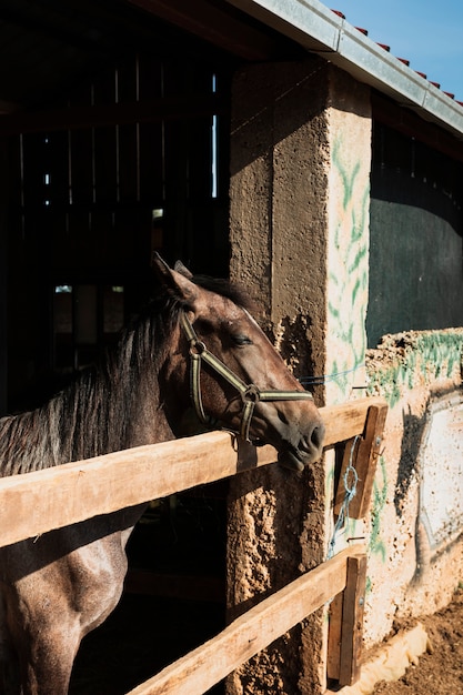 Caballo de pie con la cabeza fuera del establo