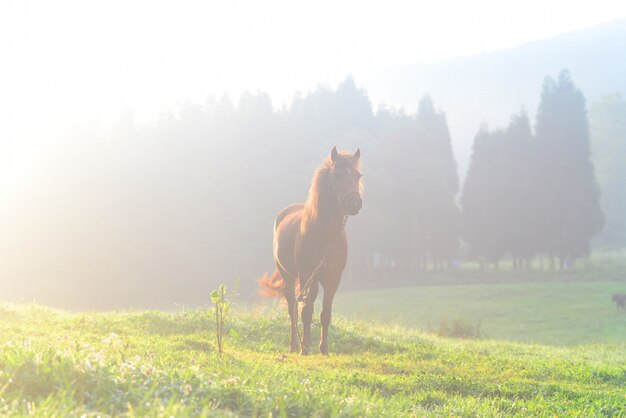 Caballo en la pradera