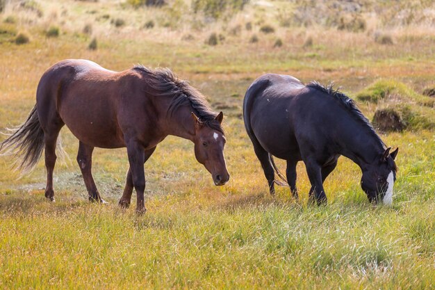 Caballo, en, pradera