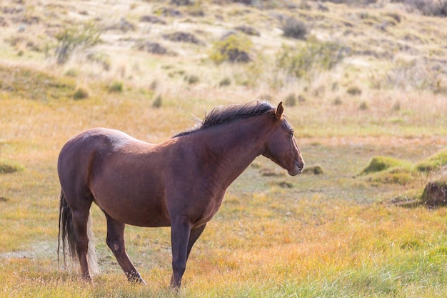 Caballo, en, pradera