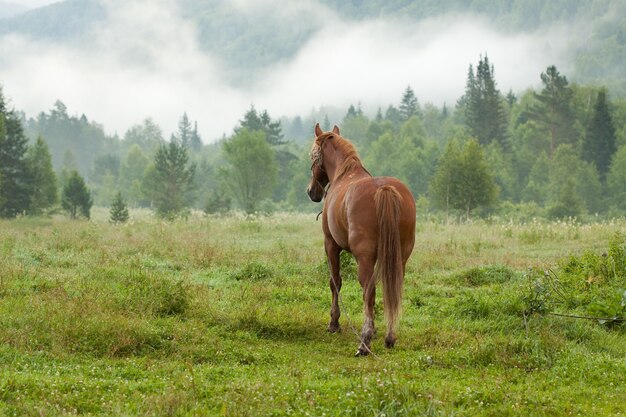 Caballo en el prado de niebla