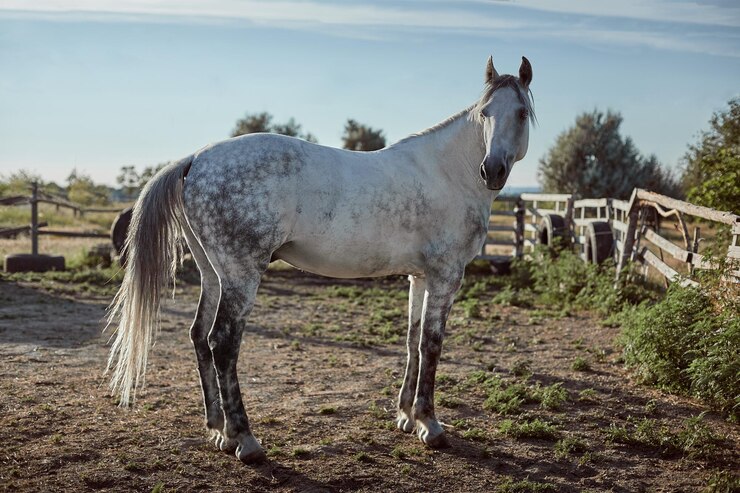 Foto gratuito caballo de pura sangre en un corral al aire libre. vista lateral del caballo blanco