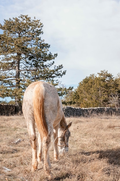 Foto gratuita caballo salvaje en el bosque al aire libre