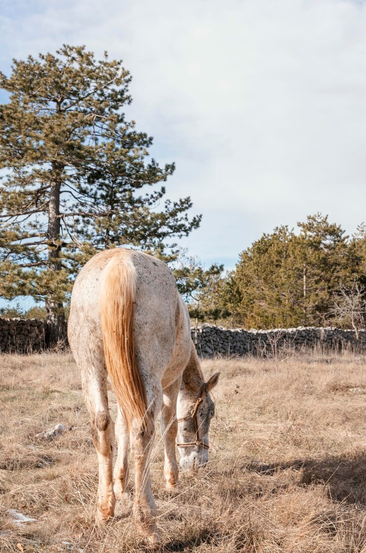 Foto gratuito caballo salvaje en el bosque al aire libre