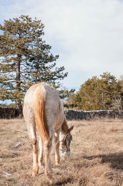 Caballo salvaje en el bosque al aire libre