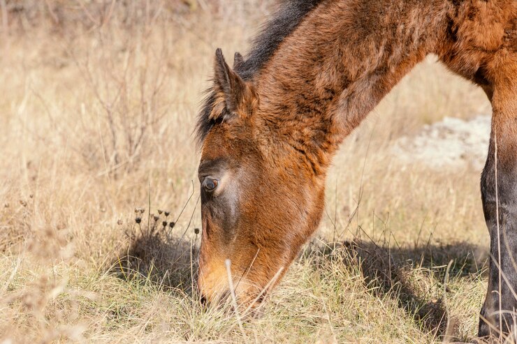 Foto gratuito caballo salvaje en el bosque al aire libre