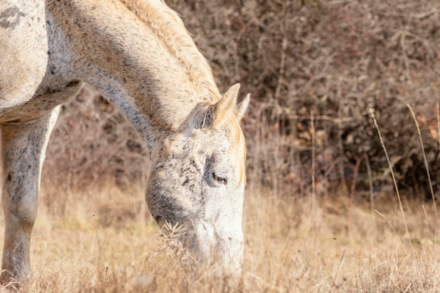 Caballo salvaje en el bosque al aire libre