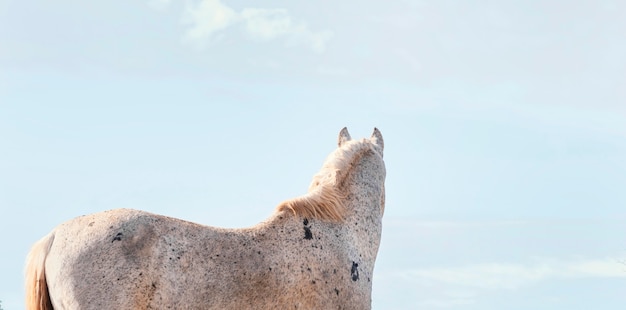 Foto gratuita caballo salvaje en el bosque al aire libre