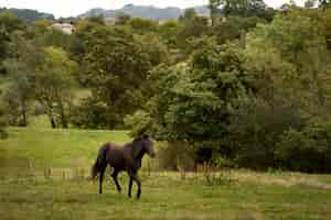 Foto gratuita caballo salvaje en pradera