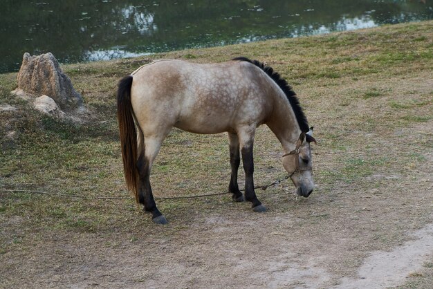 Caballo