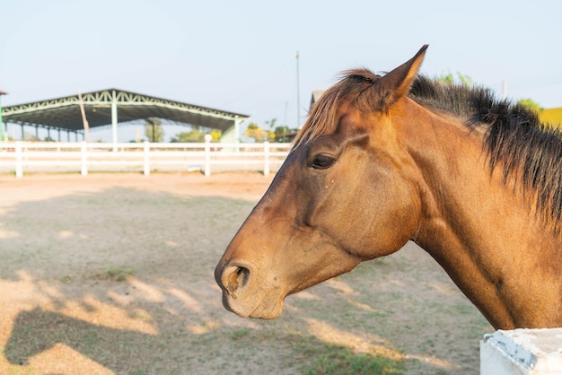 Foto gratuita caballo