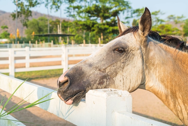 Foto gratuita caballo