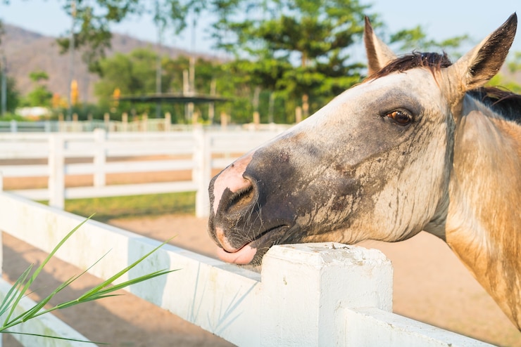 Foto gratuito el caballo
