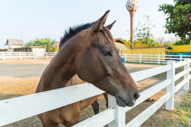 caballo