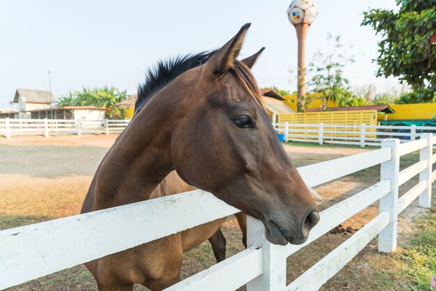 caballo