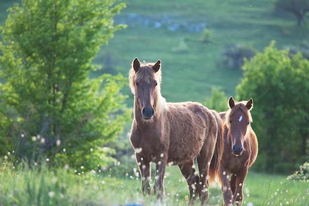 Foto gratuita caballo