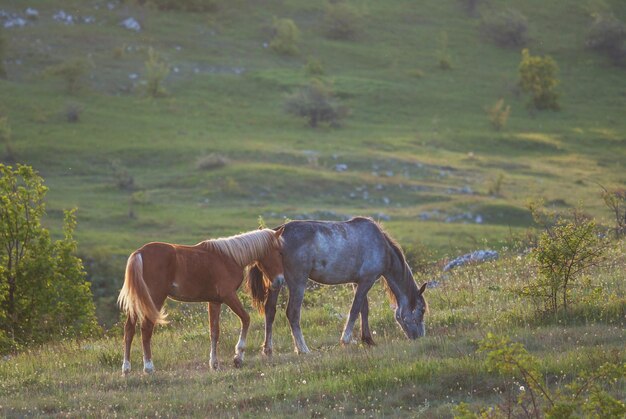 Caballo