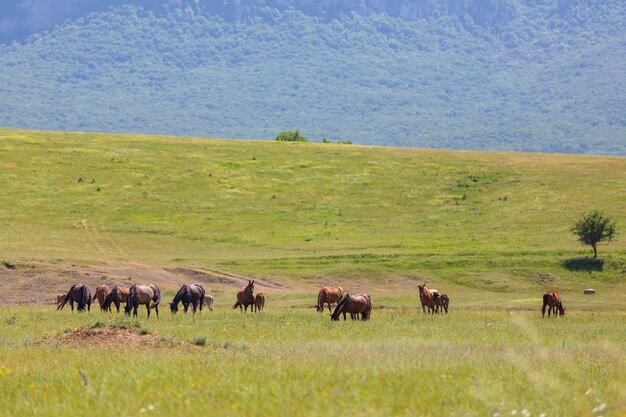 Caballo