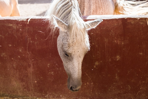 Foto gratuita caballo