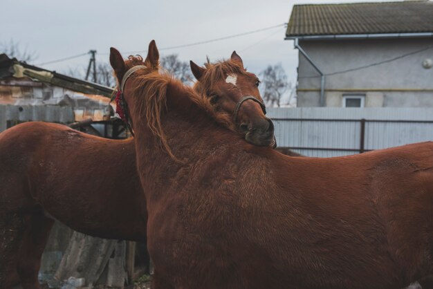 Caballos acariciando en una granja