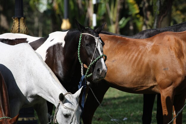 Caballos alimentándose al aire libre