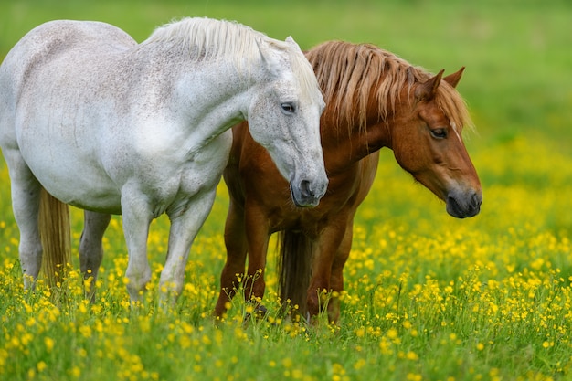 Caballos blancos y marrones en campo con flores amarillas