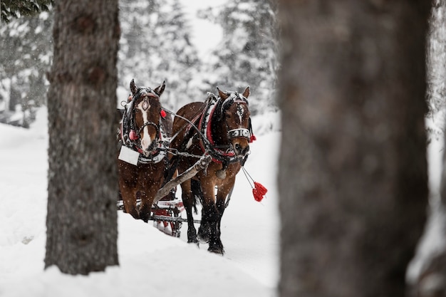 Caballos corriendo en el bosque de invierno frío