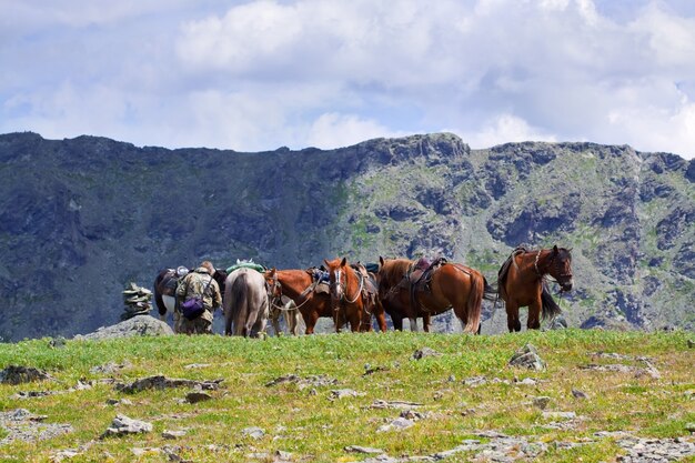 Caballos ensillados en las montañas