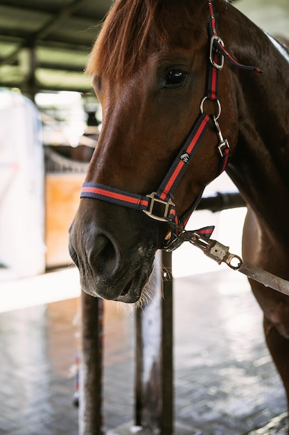 Foto gratuita caballos en establo. el caballo asomándose por el establo