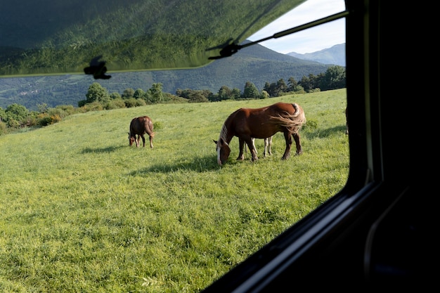 Foto gratuita caballos lindos pacíficos en la naturaleza