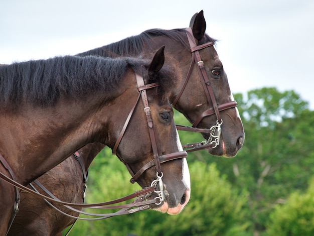 Caballos marrones en un campo rodeado de vegetación con un fondo borroso