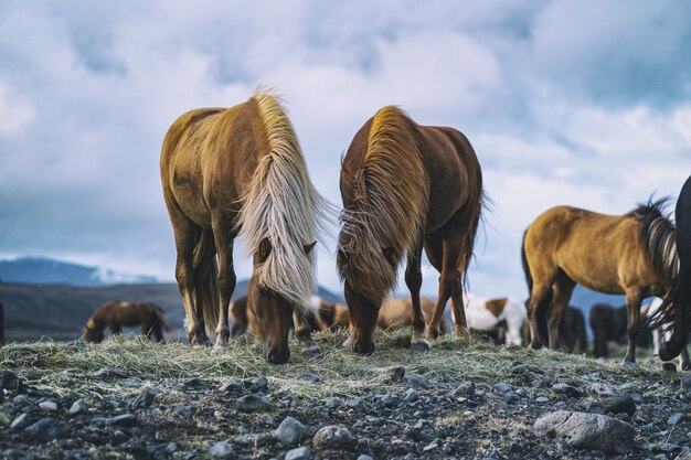 Caballos marrones durante el día.