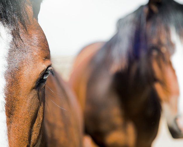 Foto gratuita caballos marrones con forma blanca en la frente