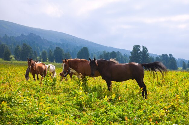 Caballos en las montañas prado