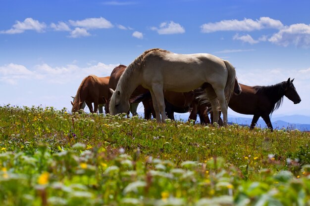 Caballos en las montañas prado